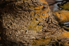 Hildegardia populifolia